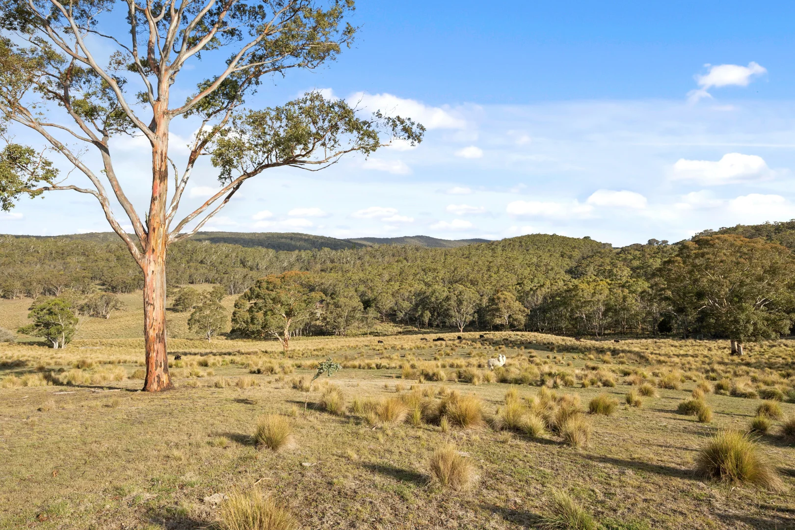 Additional image 25 of 507 Harolds Cross Road, Braidwood NSW 2622