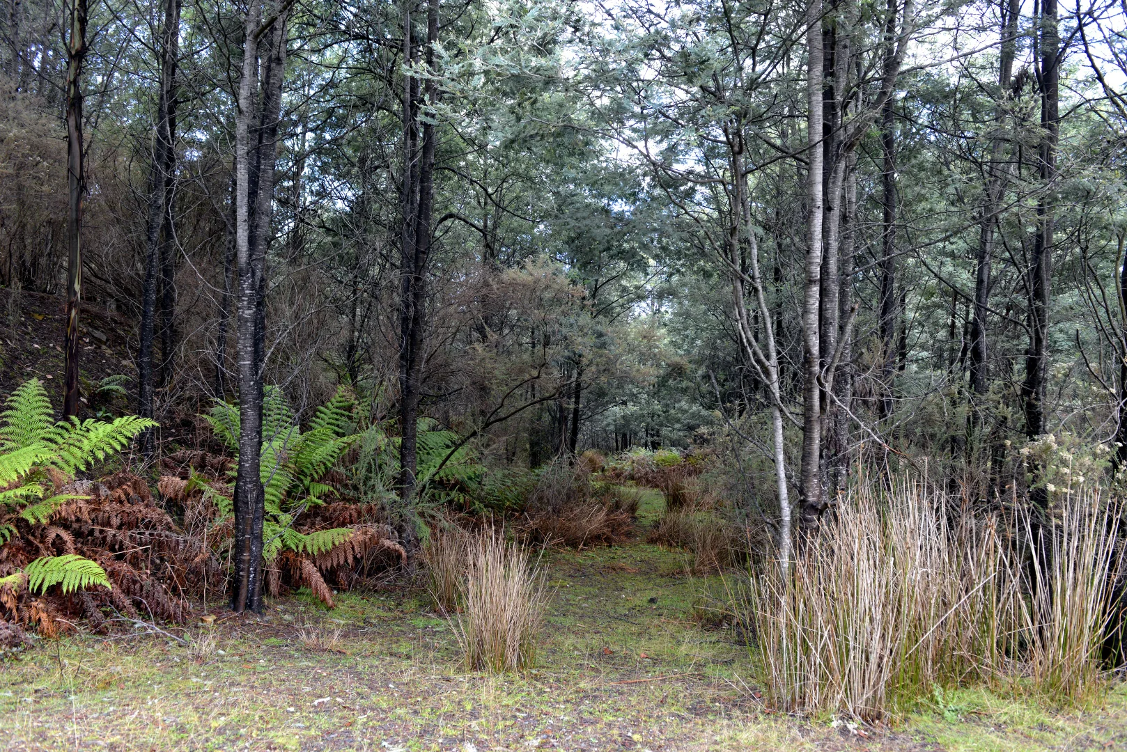 Additional image 4 of 166 Kerrisons Road, Holwell TAS 7275