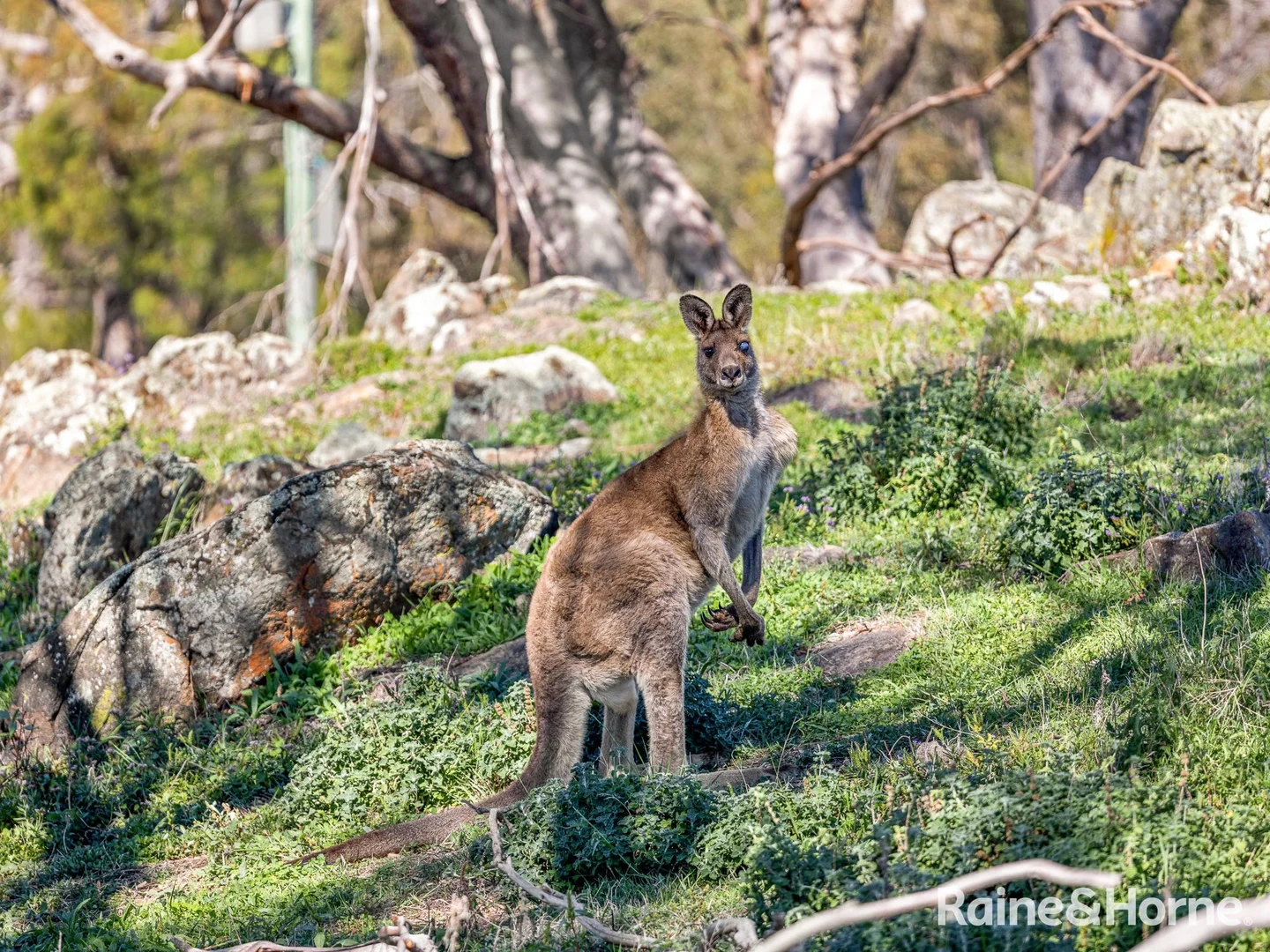 Additional image 28 of 1459 Freemantle Road, Watton NSW 2795