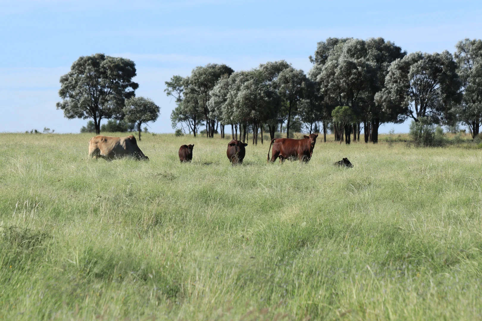 Additional image 15 of 564 ORALLO ROAD, Roma QLD 4455