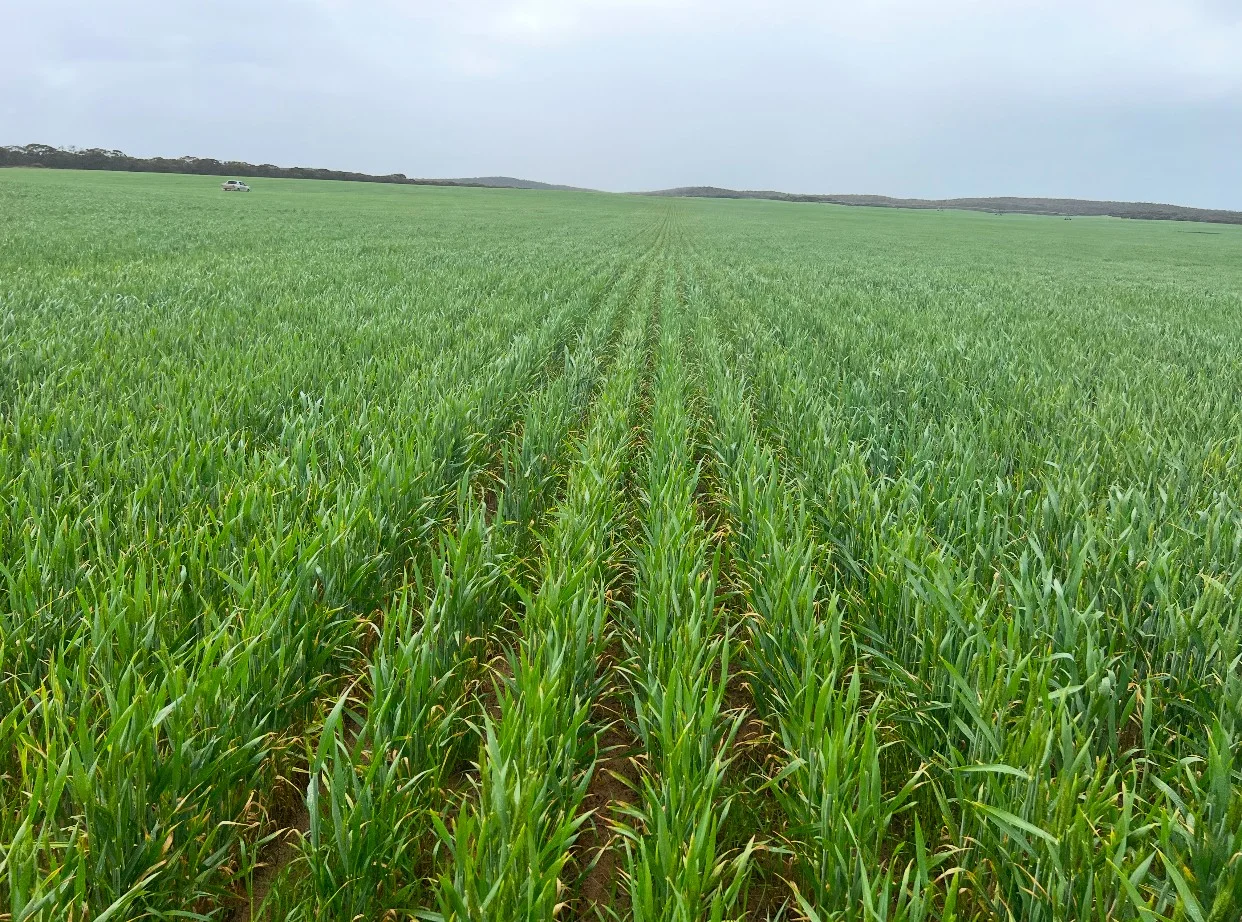 Additional image 13 of 702 Gerrybang Road, Grenfell NSW 2810