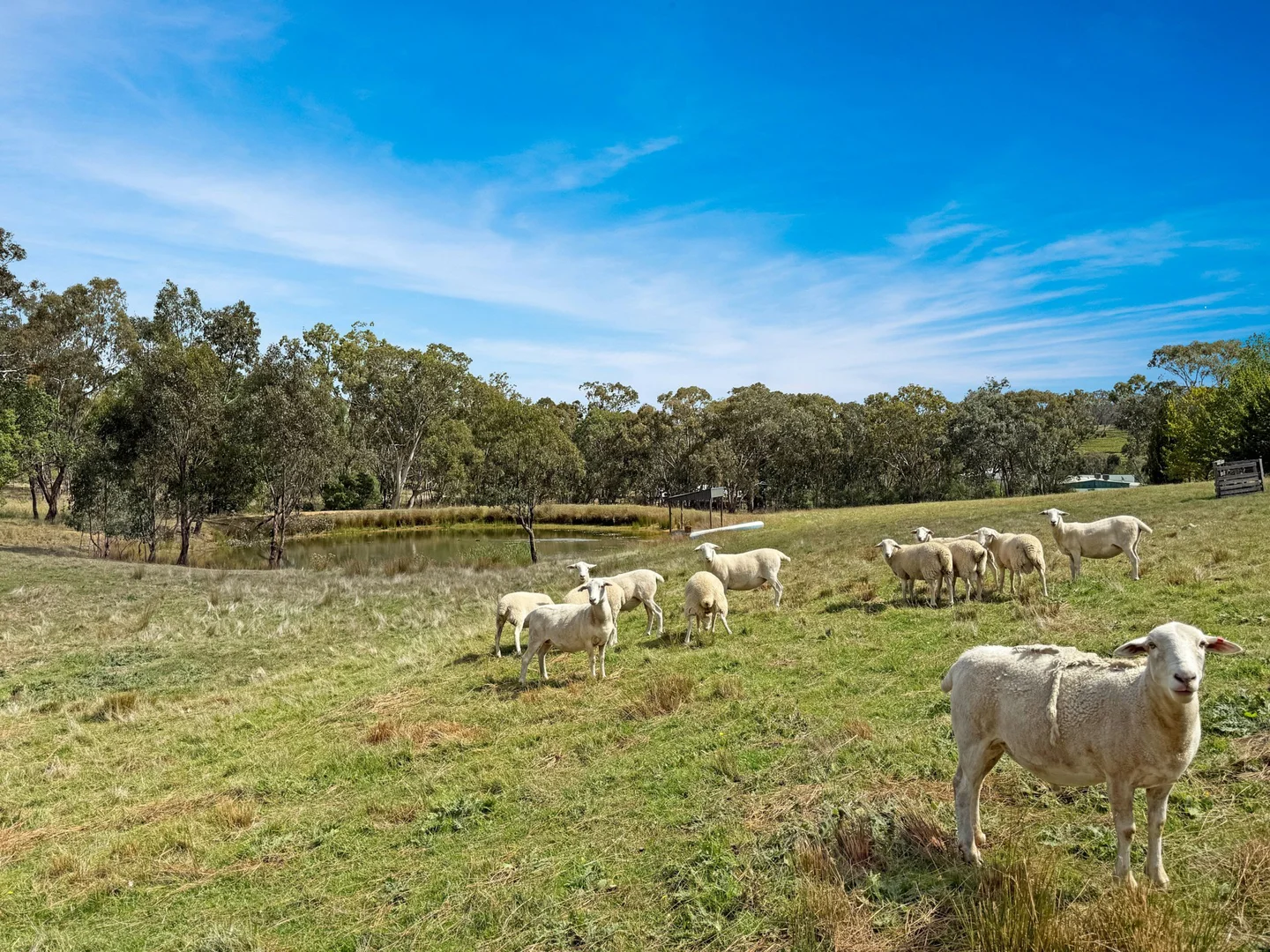 Additional image 31 of 4180 Olympic HWY, Young NSW 2594