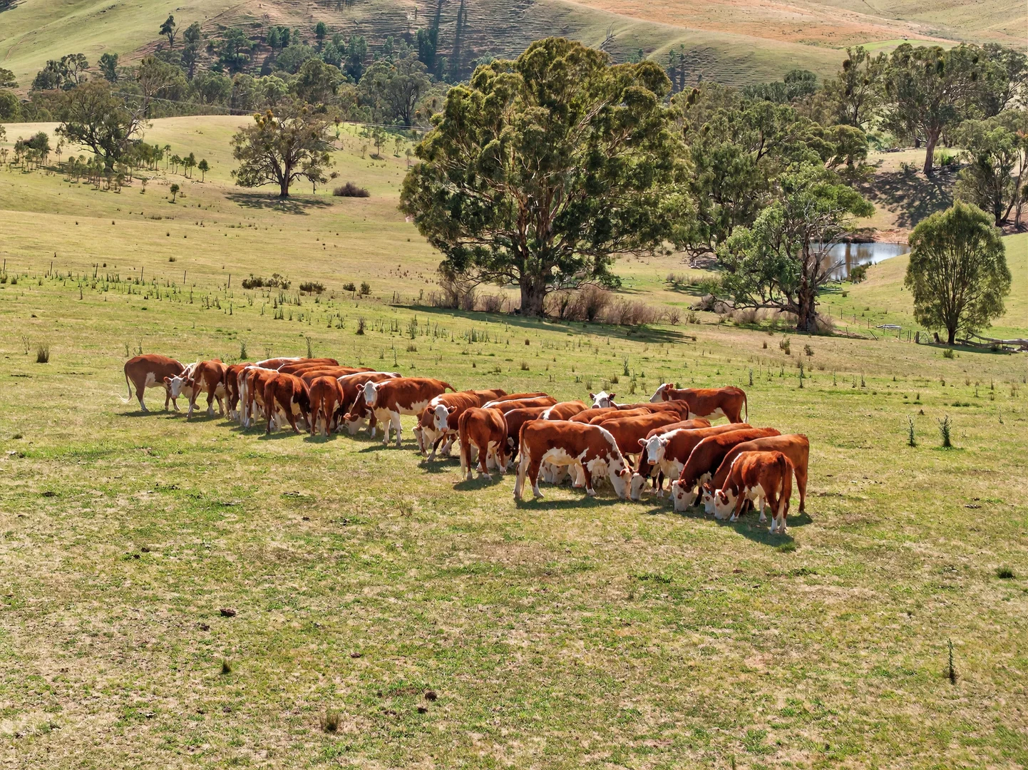 Additional image 6 of 89 Ensay-Doctors Flat Road, Ensay VIC 3895