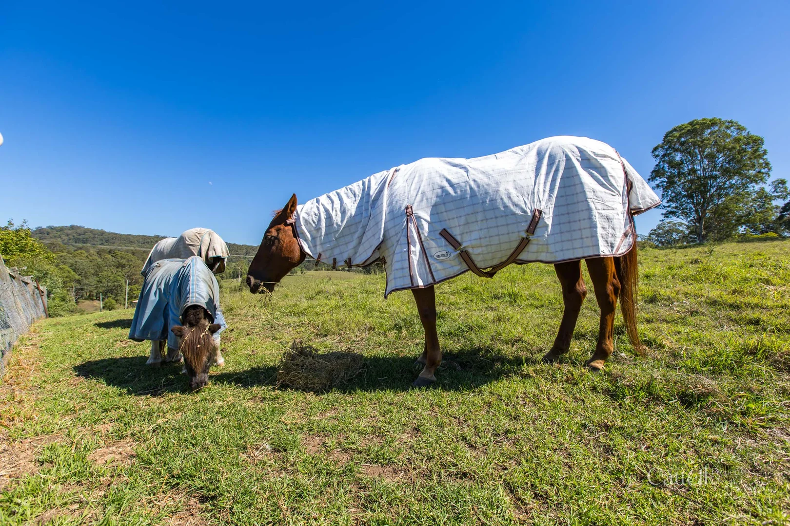 Additional image 19 of 1468 Maitland Vale Road, Lambs Valley NSW 2335
