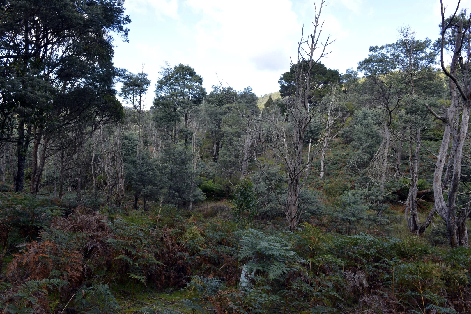 Additional image 7 of 166 Kerrisons Road, Holwell TAS 7275