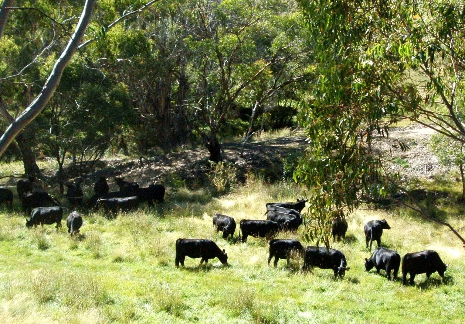 Additional image 2 of 507 Harolds Cross Road, Braidwood NSW 2622
