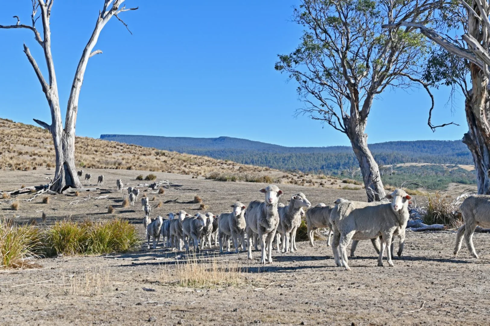 Additional image 31 of 486 Lower Marshes Road, Jericho TAS 7030