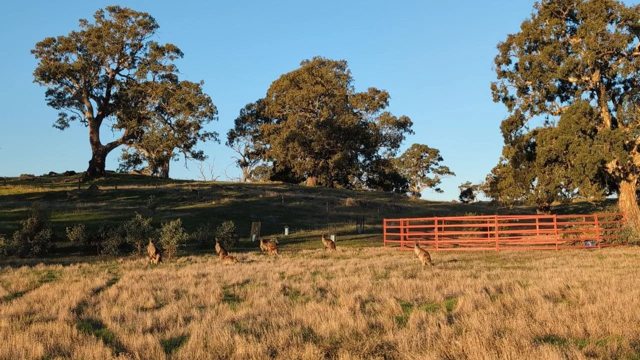Additional image 22 of 1043 Black Heath Rd, Tungkillo SA 5236