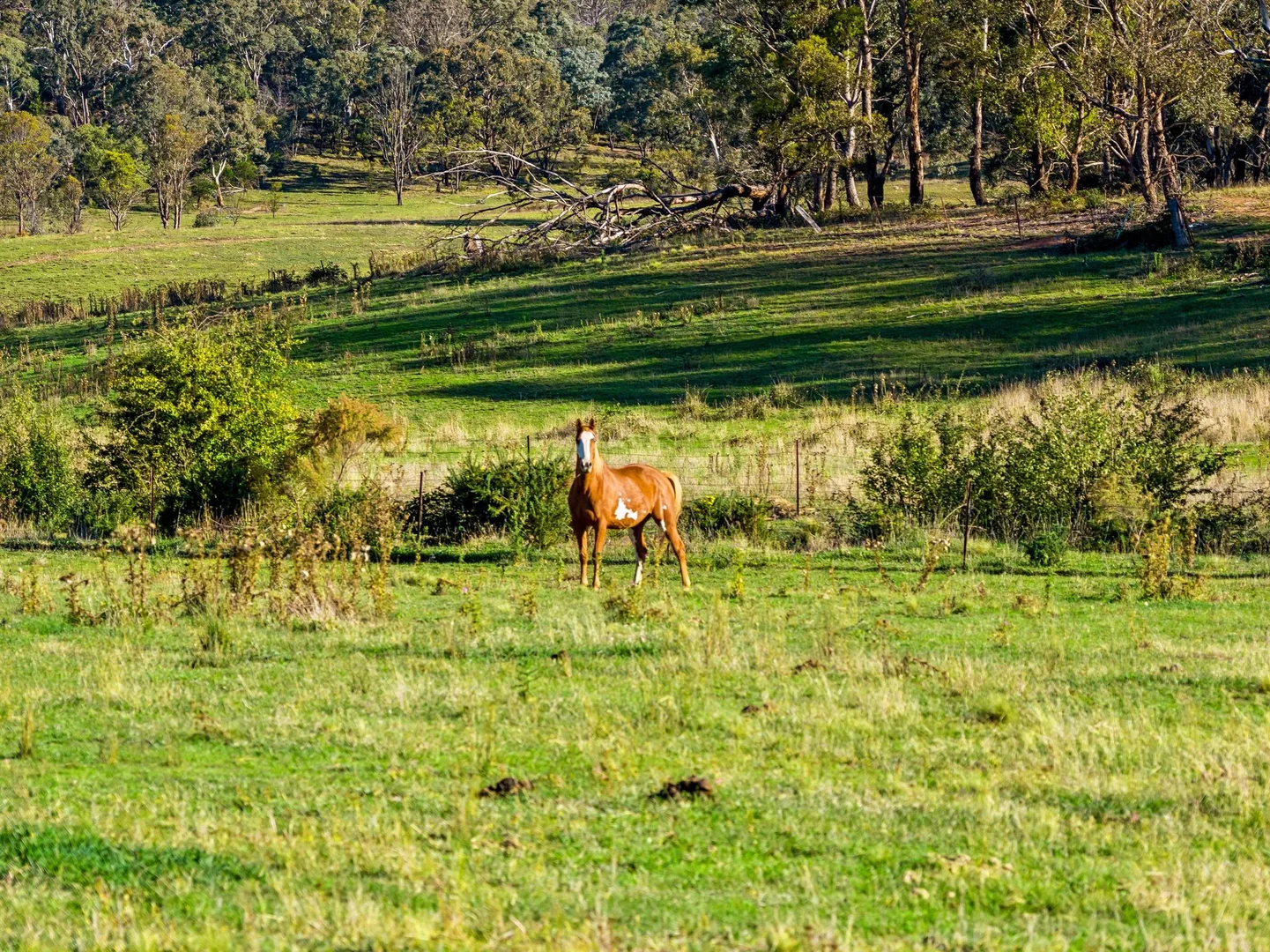 Additional image 24 of 526 Mount Baw Baw Road, Goulburn NSW 2580