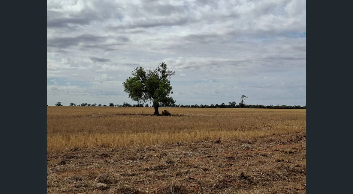 Additional image 24 of Alloway/1662 Oxley Highway, Gilgandra NSW 2827