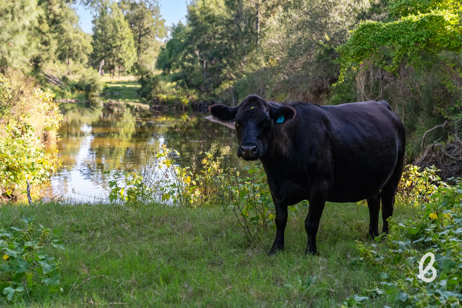 Additional image 31 of 581 Glendonbrook Road, Singleton NSW 2330