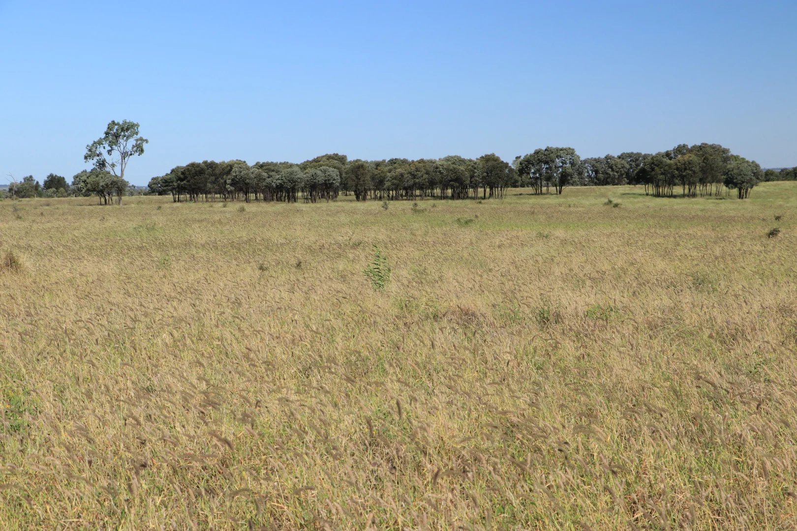 Additional image 5 of 564 ORALLO ROAD, Roma QLD 4455