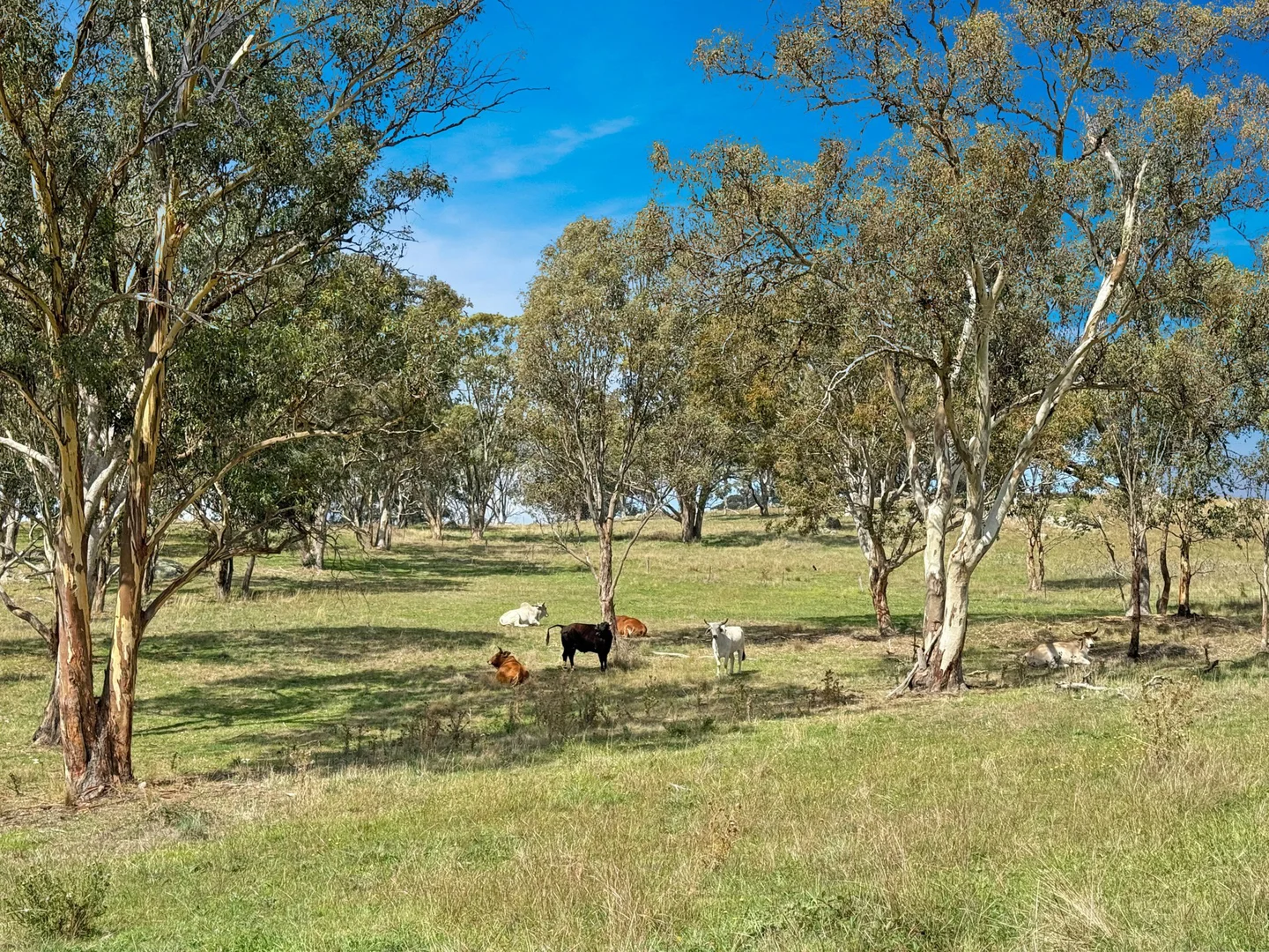 Additional image 33 of 4180 Olympic HWY, Young NSW 2594