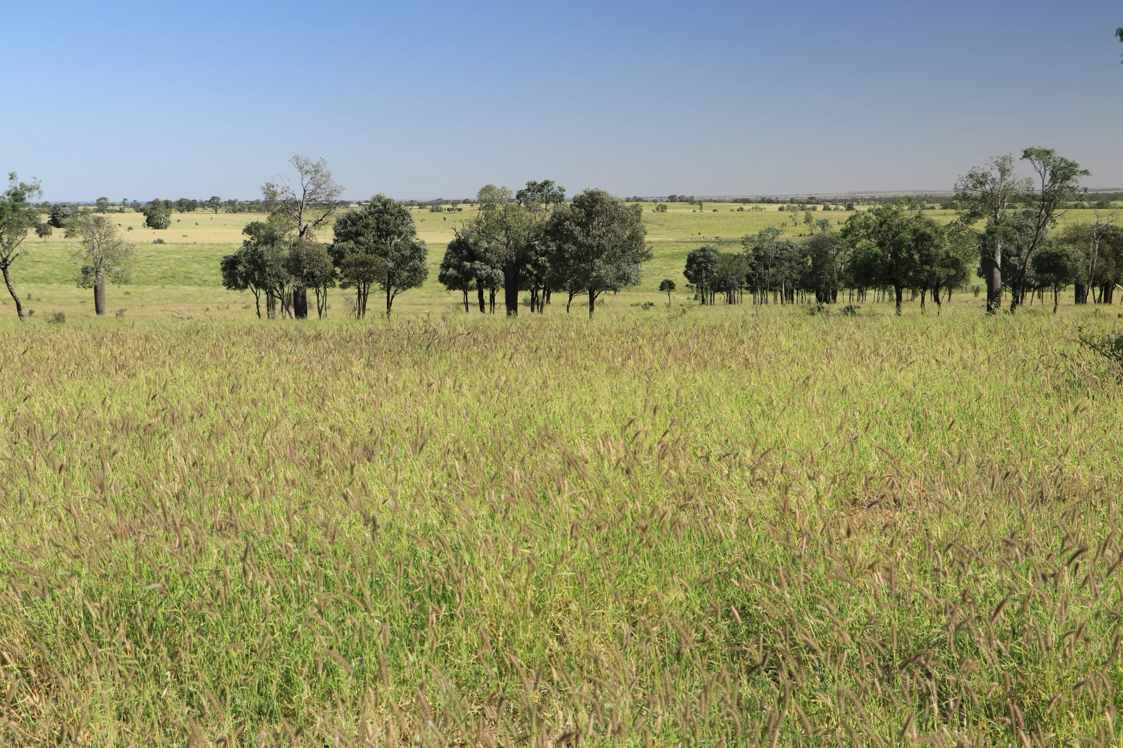 Additional image 6 of 564 ORALLO ROAD, Roma QLD 4455