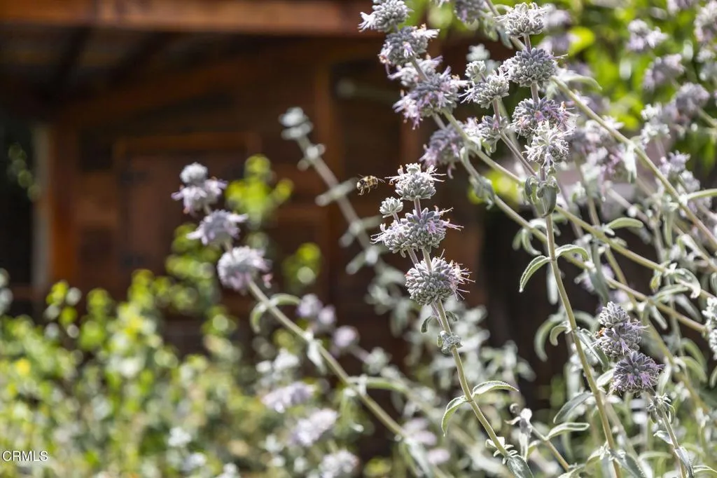 Additional image 67 of 909 Daly Road, Ojai, CA 93023