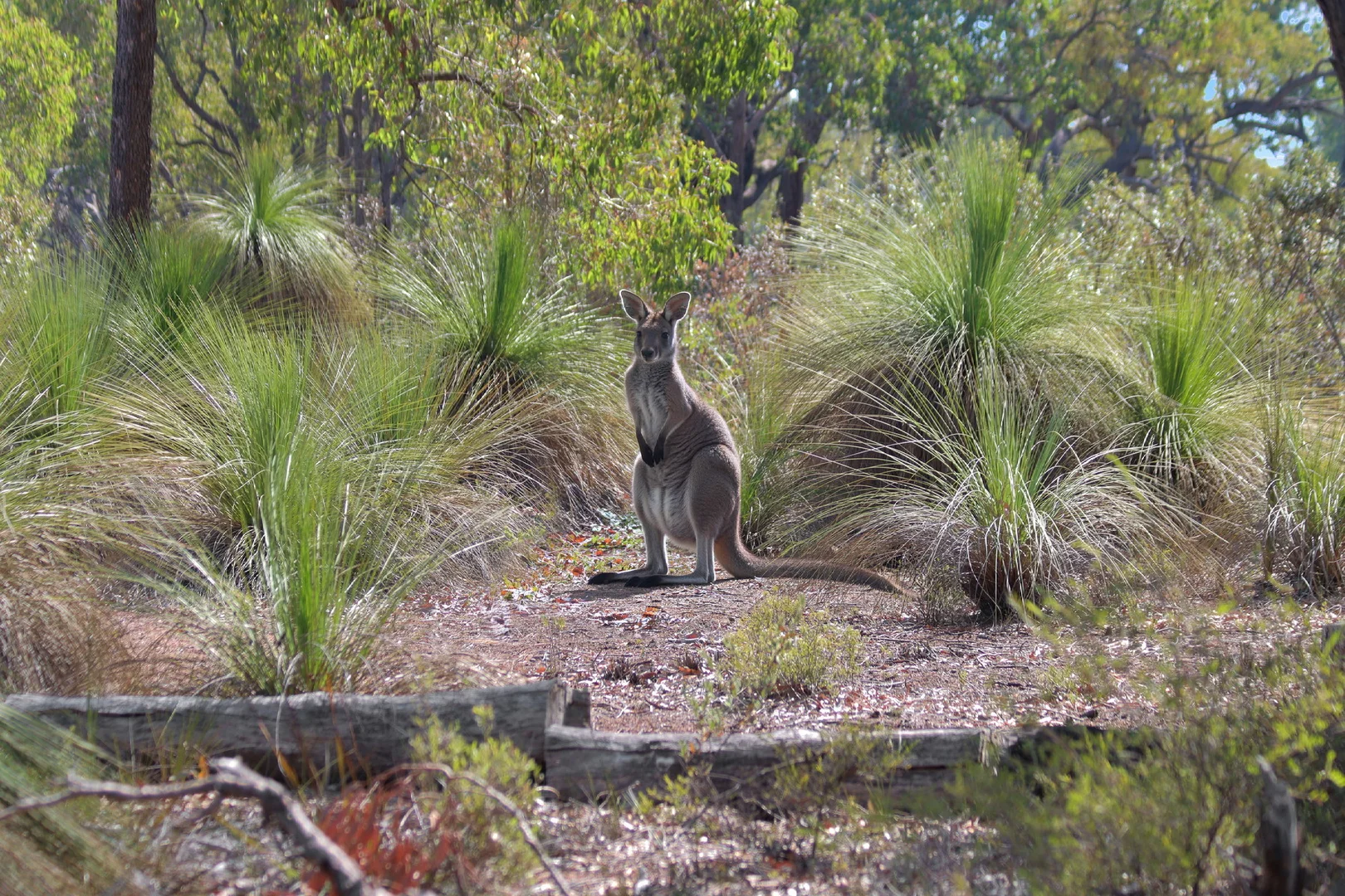 Additional image 20 of Toodyay WA 6566
