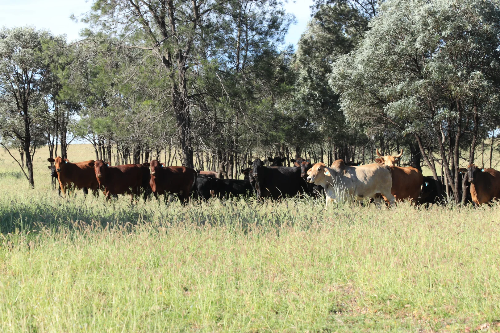Additional image 2 of 564 ORALLO ROAD, Roma QLD 4455