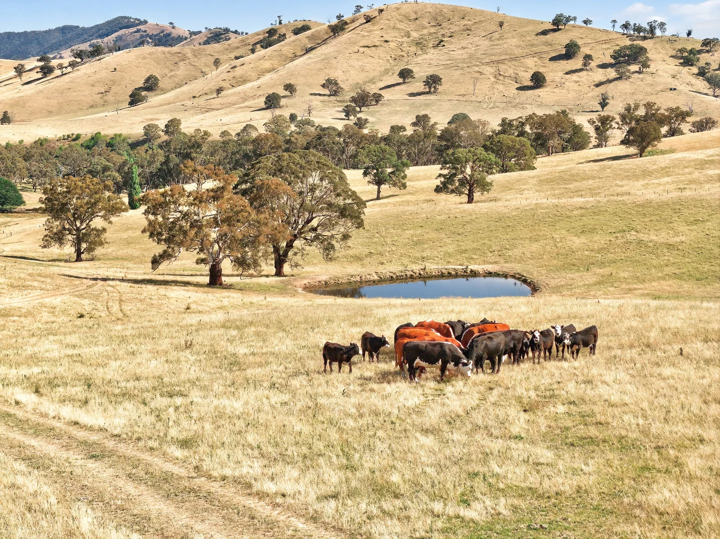 Additional image 4 of 89 Ensay-Doctors Flat Road, Ensay VIC 3895