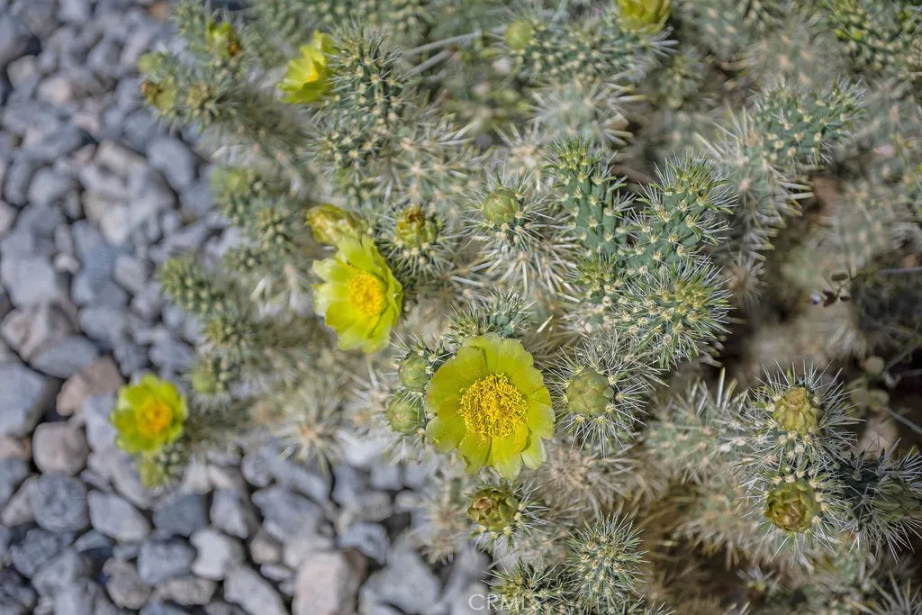 Additional image 29 of 60194 La Mirada Trail, Joshua Tree, CA 92252