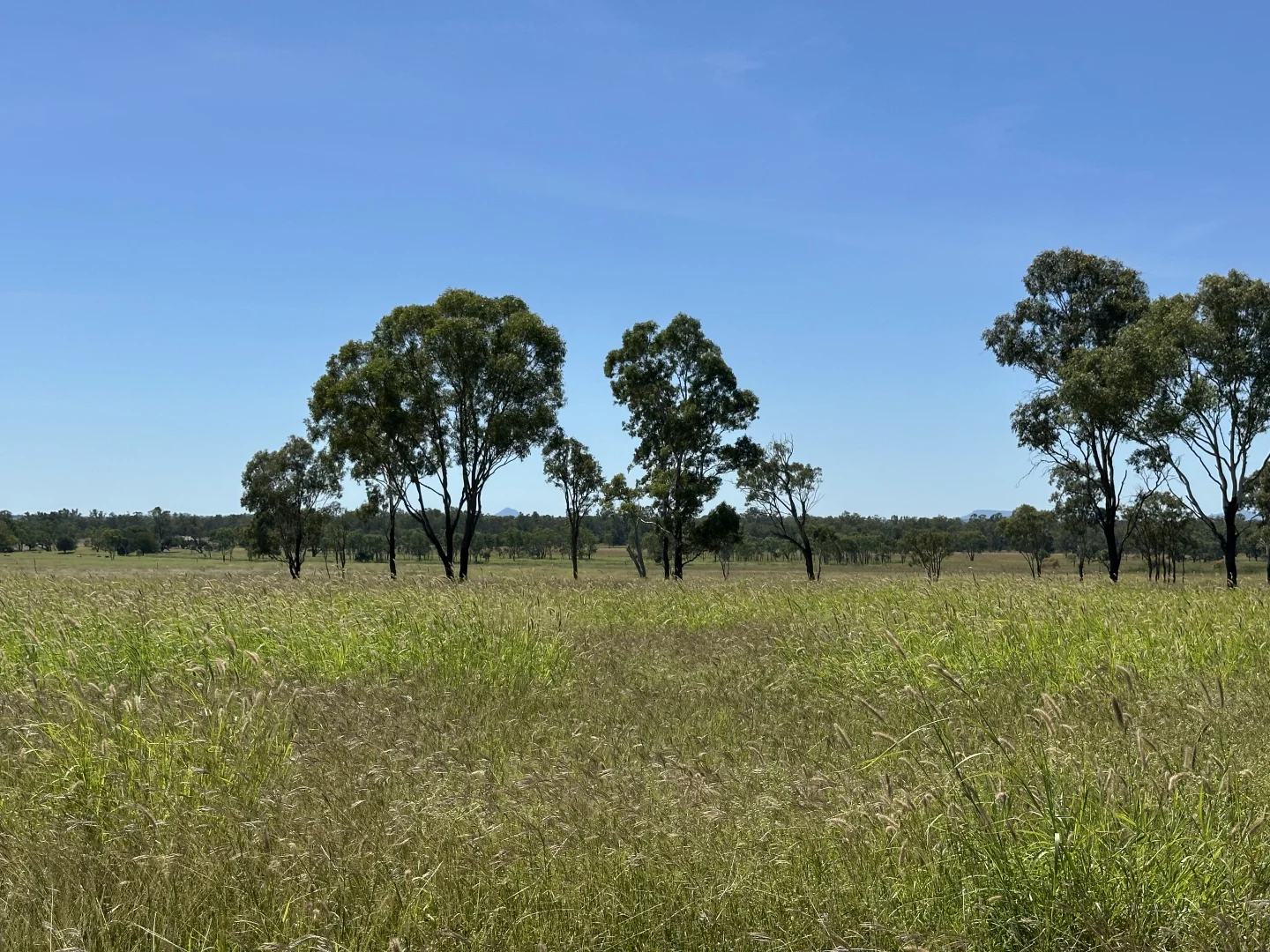 Additional image 8 of 338 Cheeseborough Rd, Clermont QLD 4721