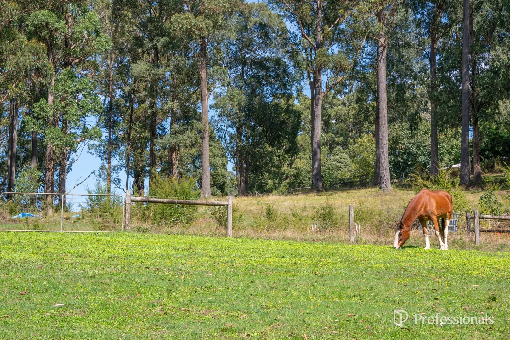 Additional image 18 of 620 Thonemans Road, Hoddles Creek VIC 3139