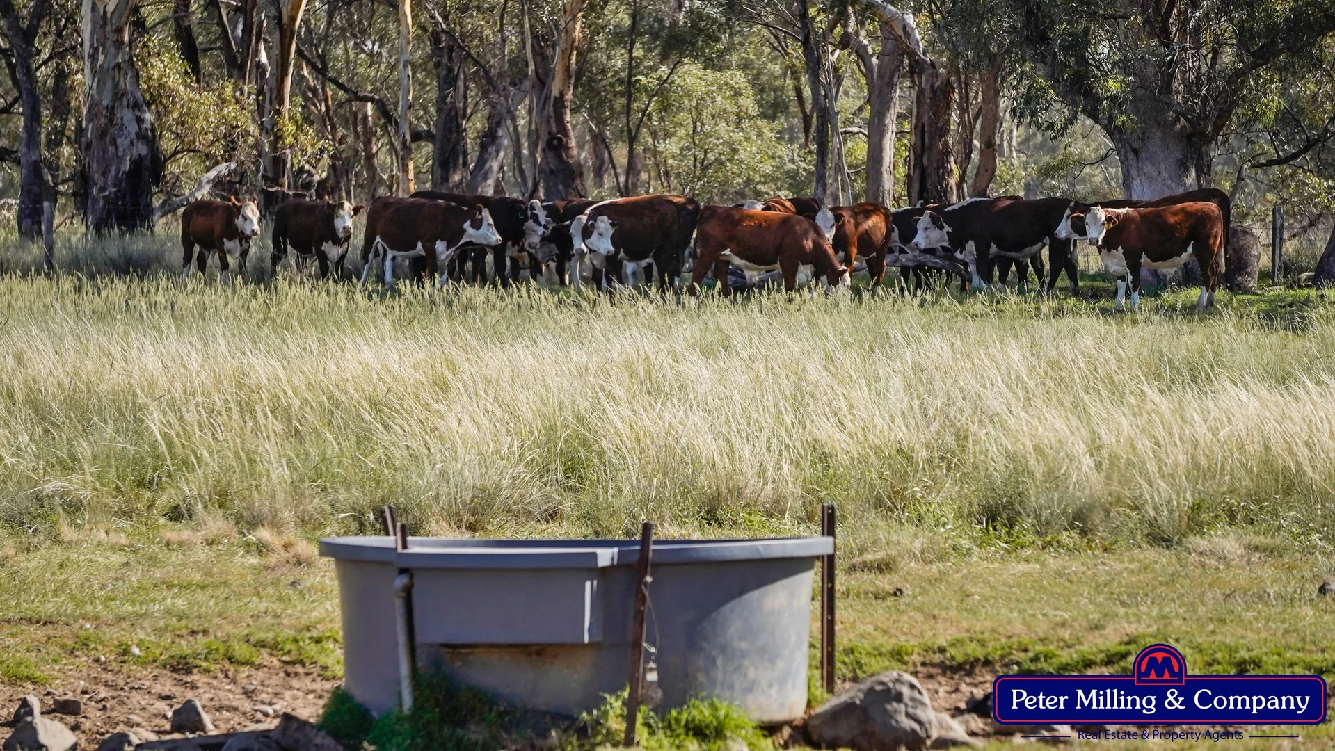 Additional image 18 of 59 Piambra Road, Binnaway NSW 2395