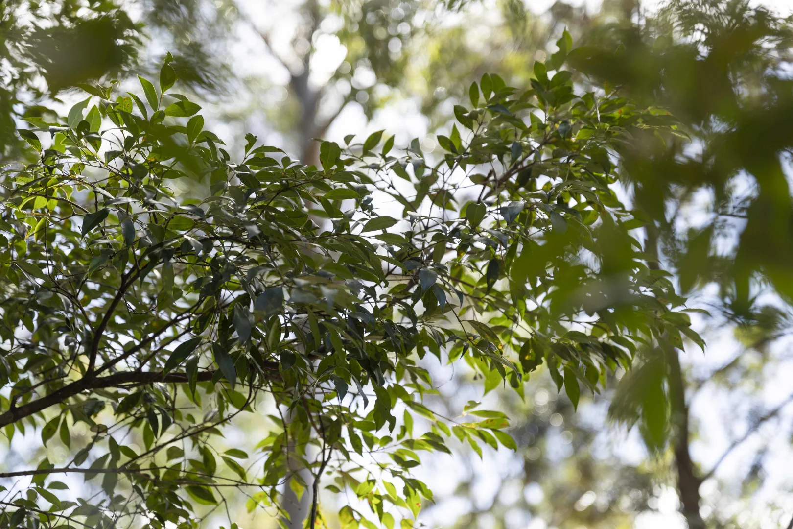 Additional image 4 of Lot 7 Castle Road, Cabarlah QLD 4352