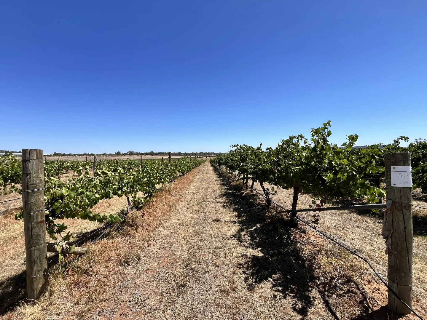 Additional image 7 of Lot 10 Chardonnay Lane, Cowra NSW 2794