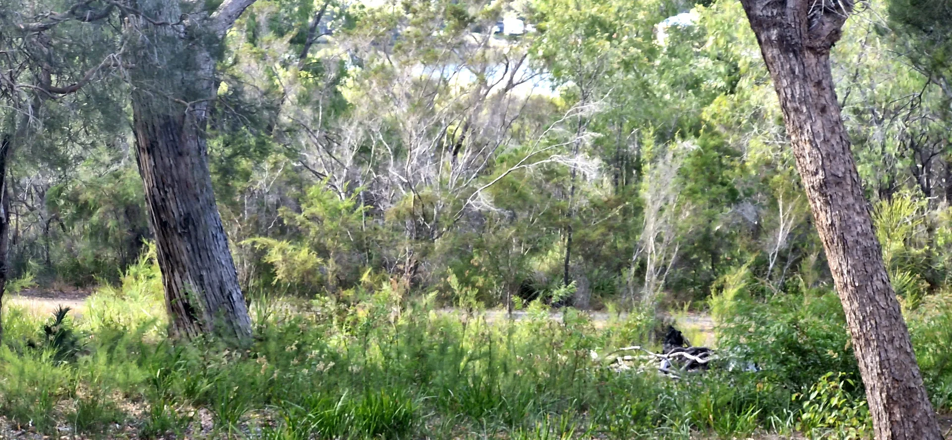 Additional image 7 of 14 Burton Close, Walpole WA 6398