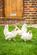 Additional image 8 of Lovelace Close, Effingham Junction, Leatherhead, Surrey, KT24