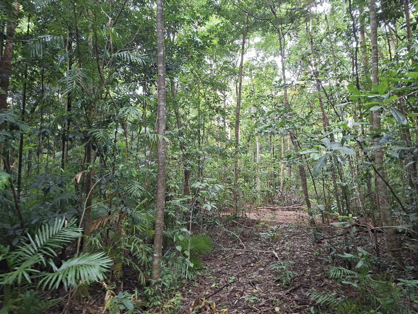 Additional image 8 of Lot 140 Quandong Road, Cow Bay, Daintree QLD 4873