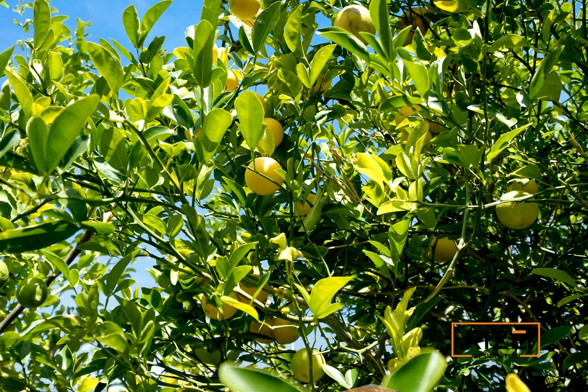 Additional image 36 of 6 Paris Gardens, Hocking WA 6065