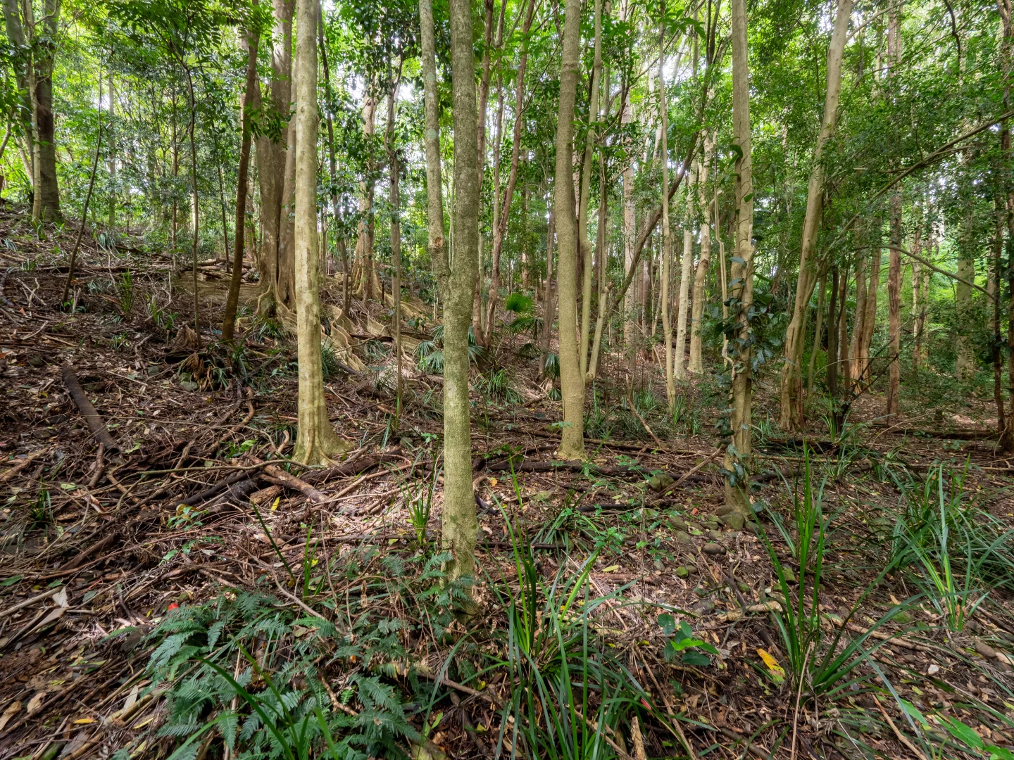 Additional image 8 of 21 Carrington Drive, Flaxton QLD 4560