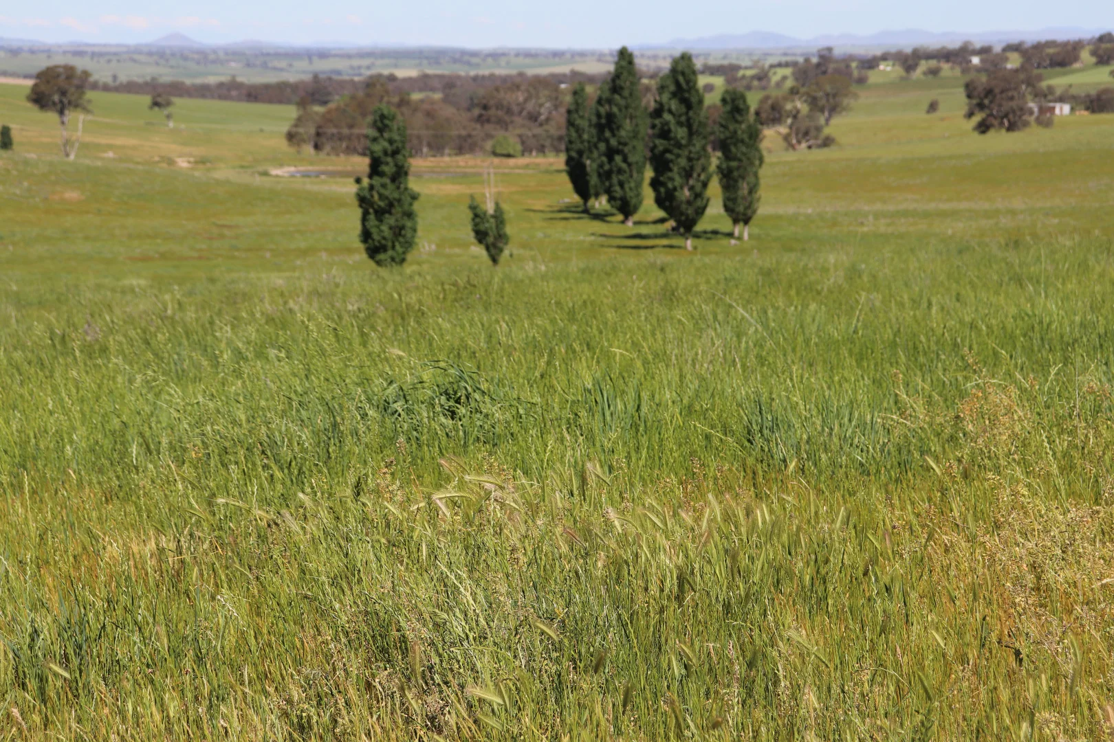 Additional image 3 of 510 Kingsvale Road, Young NSW 2594