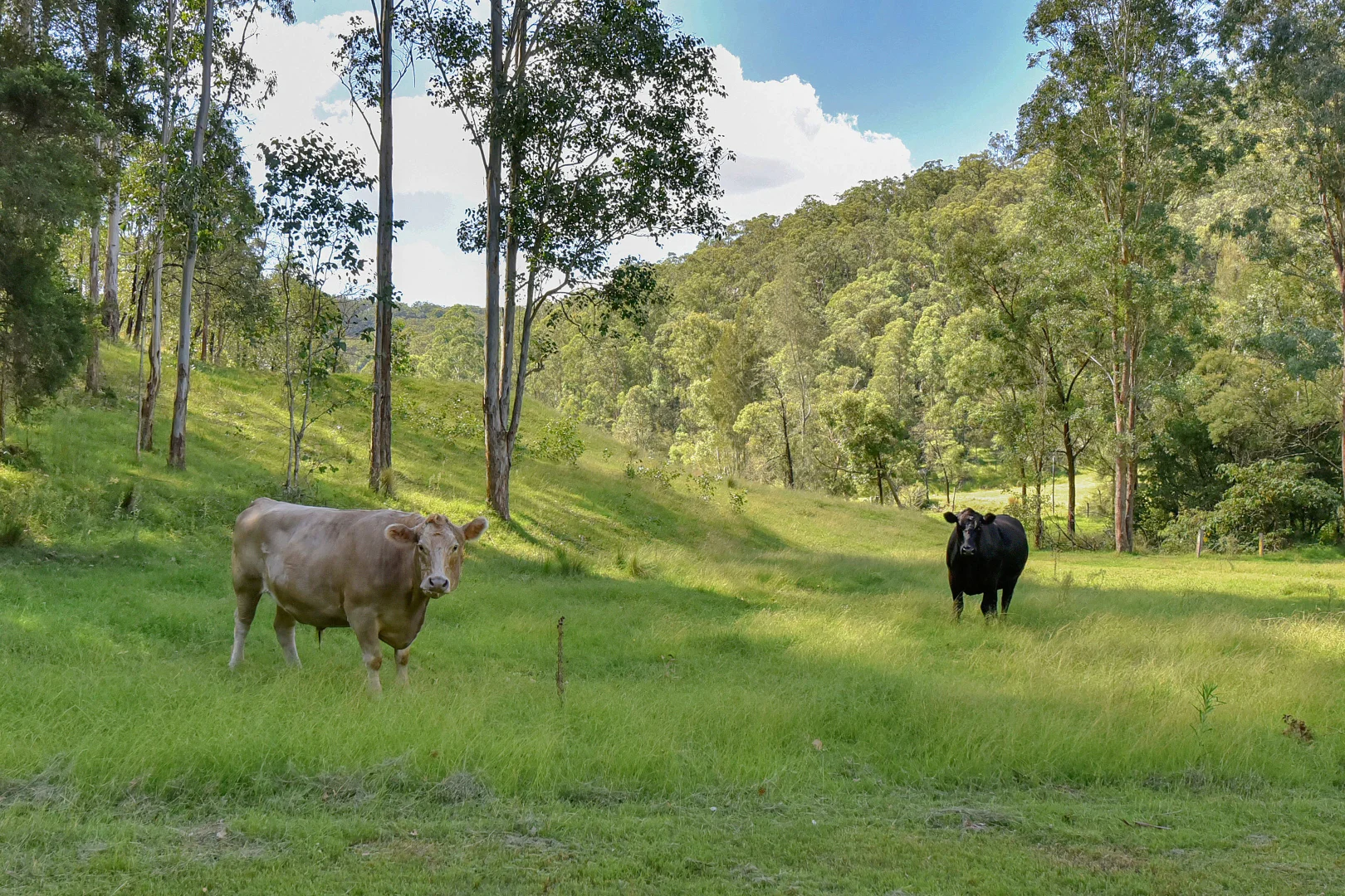 Additional image 16 of 181 Coolawine Rd, Wollombi NSW 2325