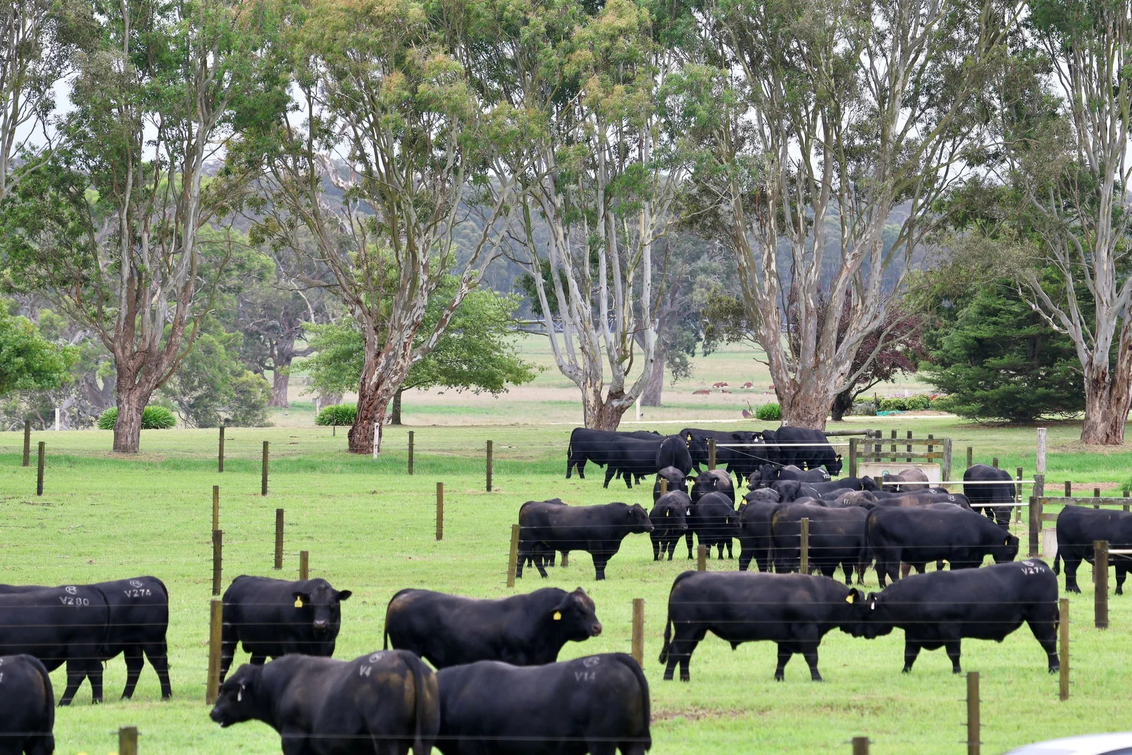 Additional image 14 of 103 Kellys Road, Longford VIC 3851