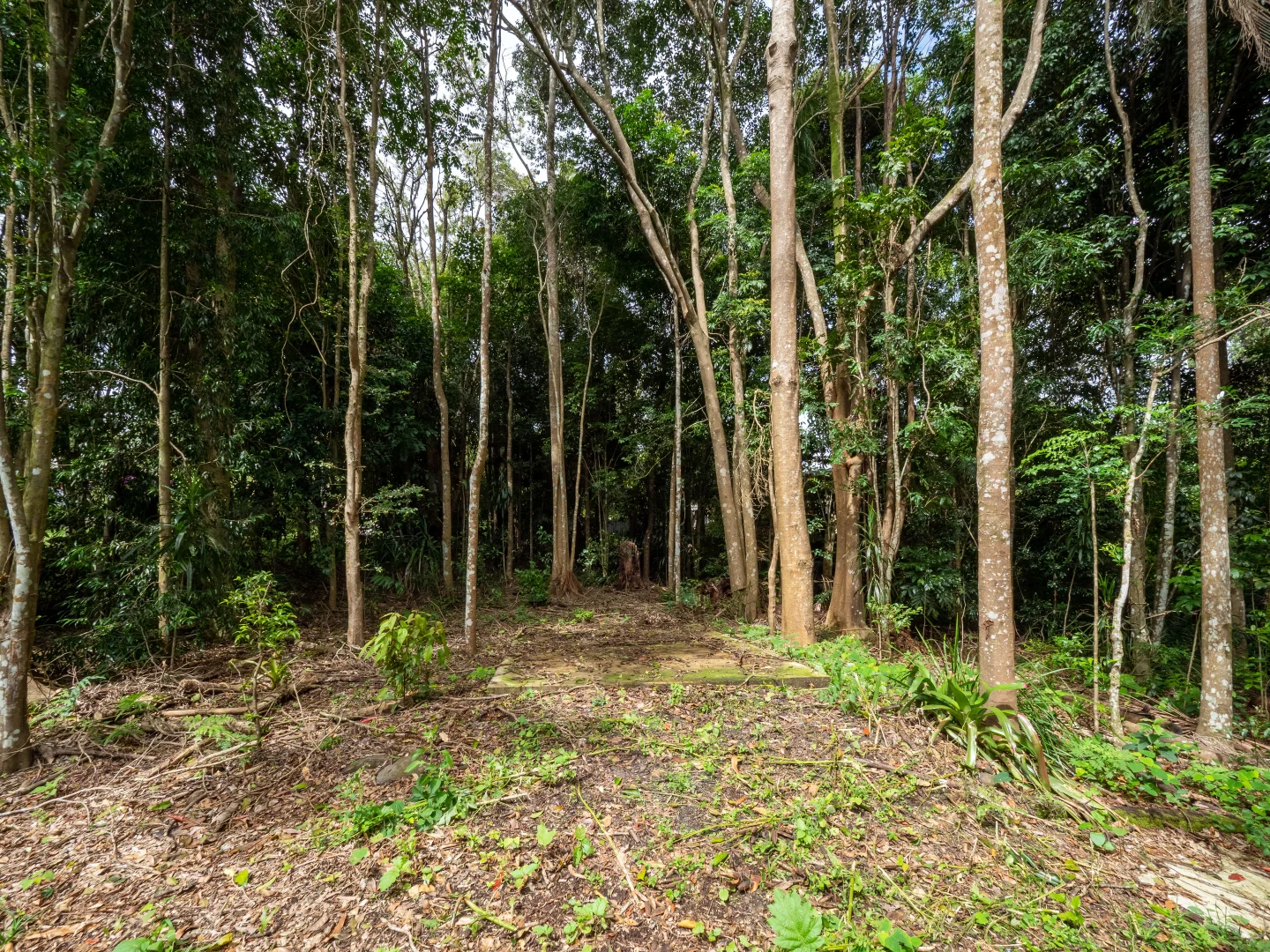 Additional image 11 of 21 Carrington Drive, Flaxton QLD 4560