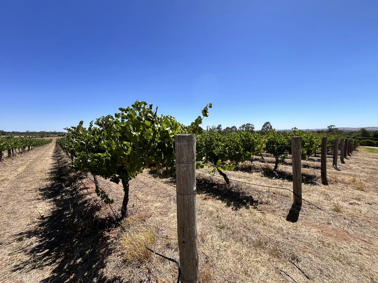 Additional image 8 of Lot 10 Chardonnay Lane, Cowra NSW 2794