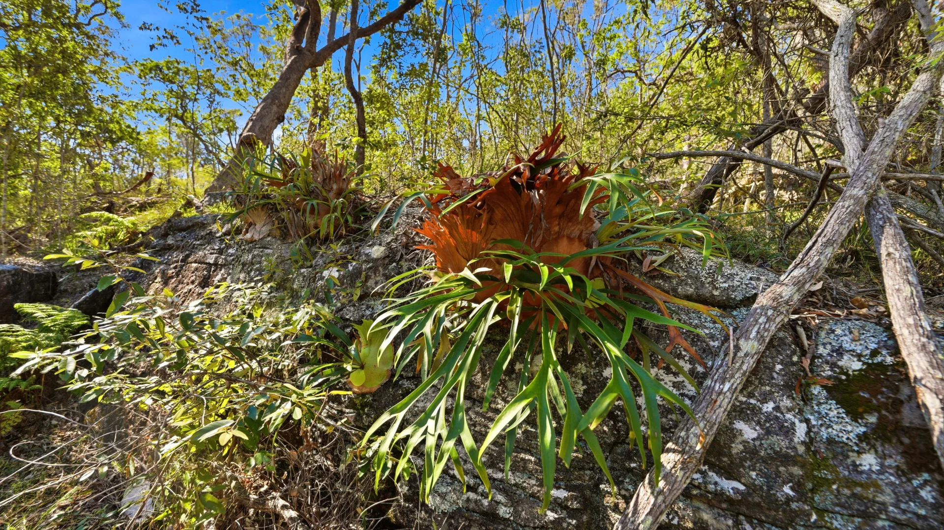 Additional image 16 of 449 Meyers Road, Ramornie NSW 2460