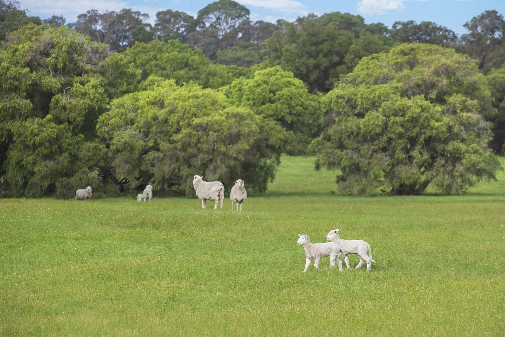 Additional image 2 of Lot 46 Blackwood Grove, Kudardup WA 6290