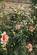 Additional image 6 of Roebuck, Delly End, Oxfordshire