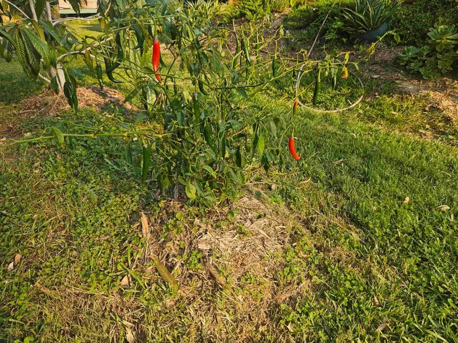 Additional image 10 of 199 Arborthree Road, Glenwood QLD 4570