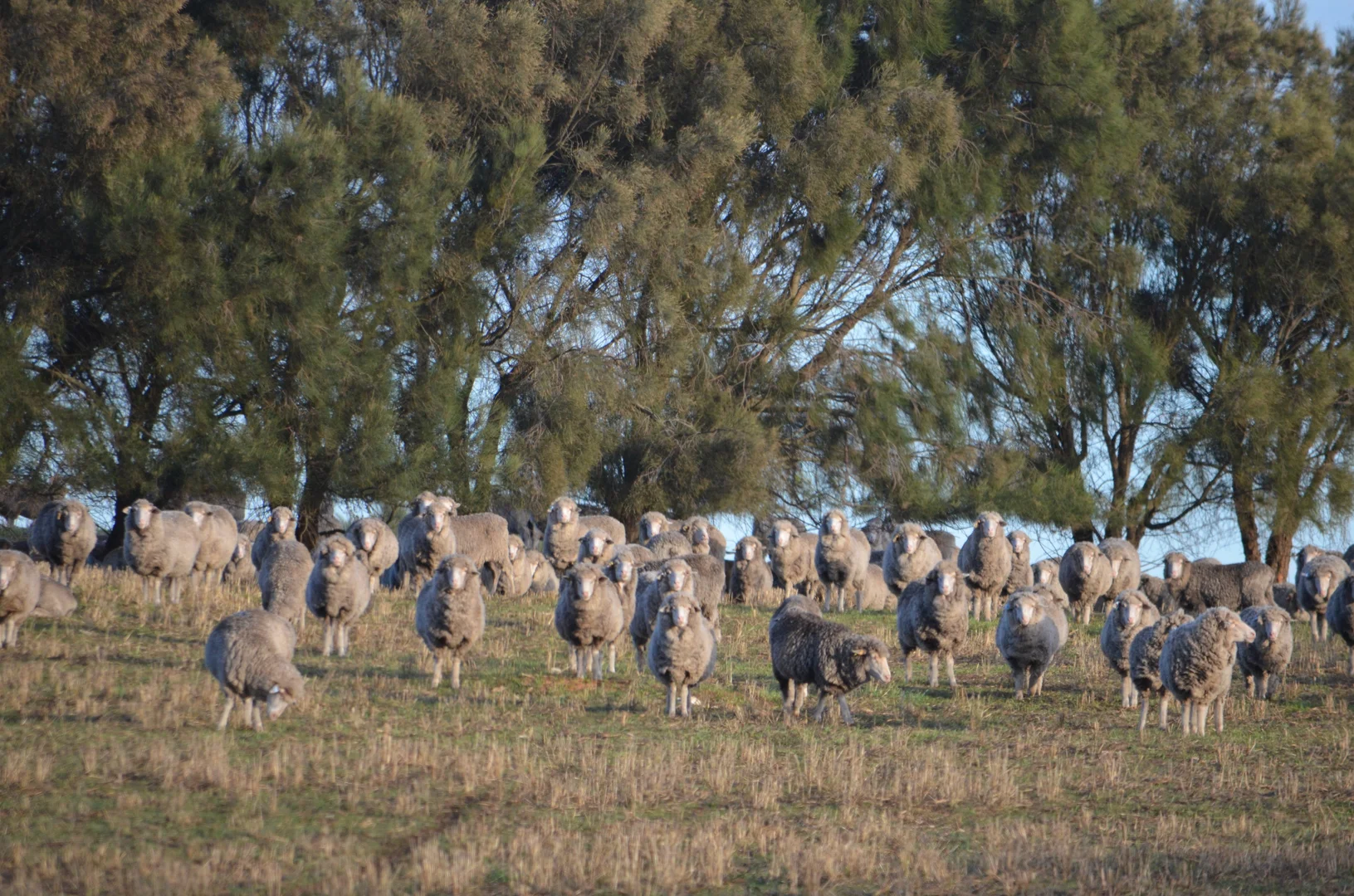 Additional image 12 of Southern Ports Highway, Mount Benson SA 5275