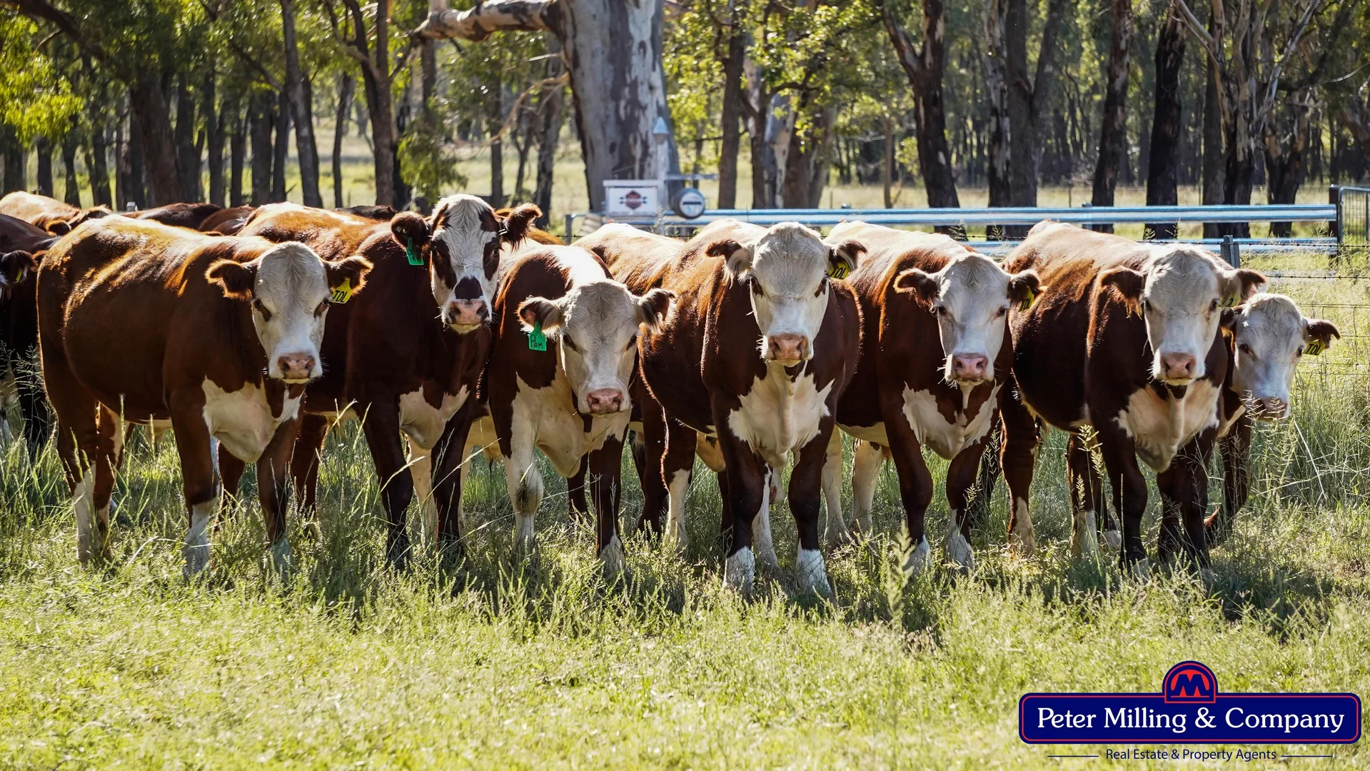 Additional image 4 of 59 Piambra Road, Binnaway NSW 2395