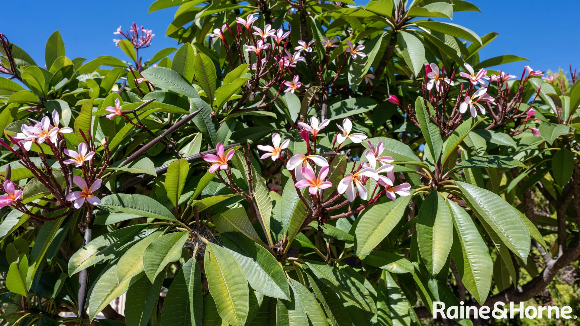 Additional image 32 of 170 Tooth Street, Warwick QLD 4370
