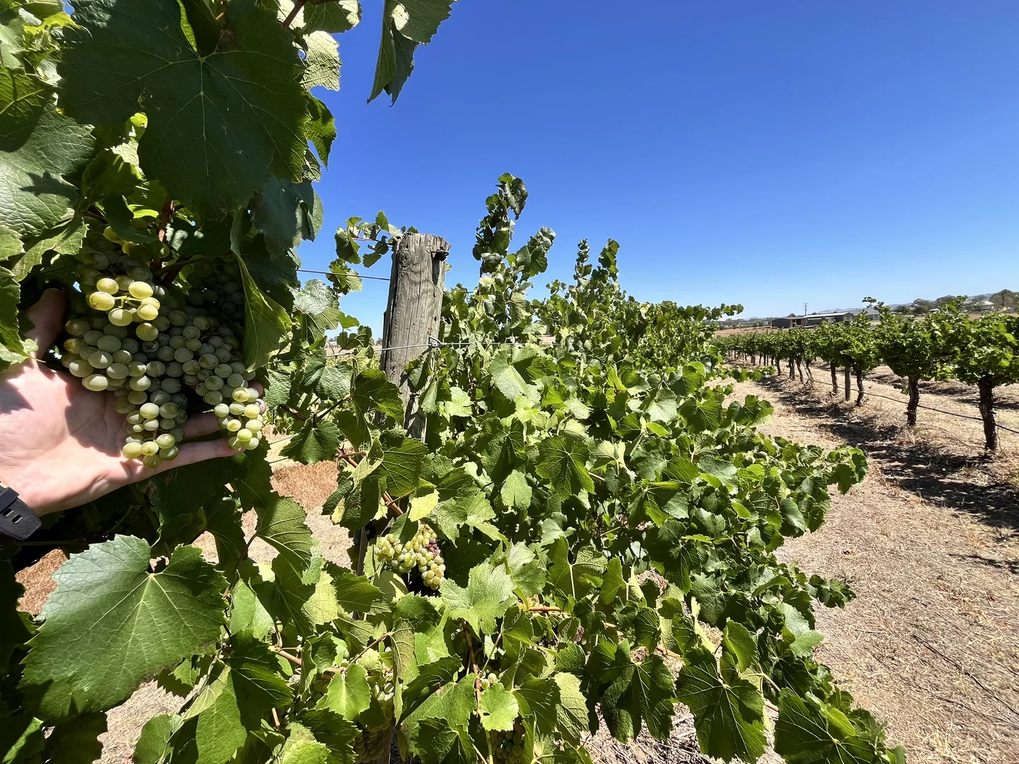 Additional image 4 of Lot 10 Chardonnay Lane, Cowra NSW 2794