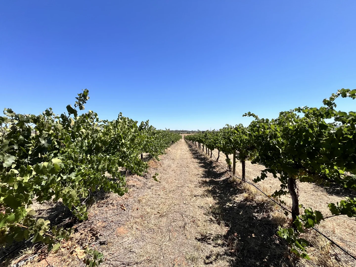 Additional image 6 of Lot 10 Chardonnay Lane, Cowra NSW 2794