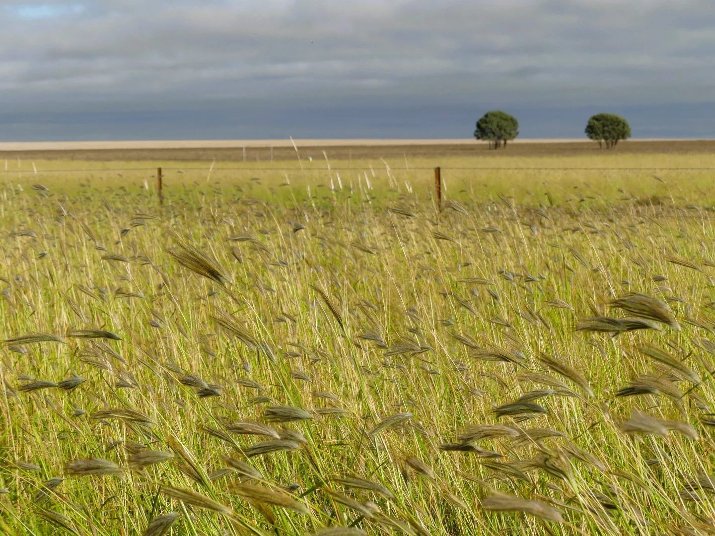 Additional image 10 of 'Picton' 299 Massey Lane, Muckadilla QLD 4461