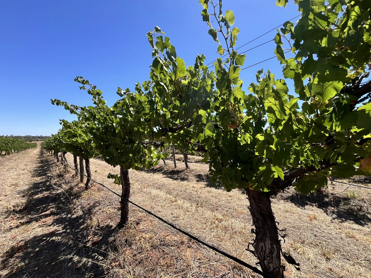 Additional image 3 of Lot 10 Chardonnay Lane, Cowra NSW 2794