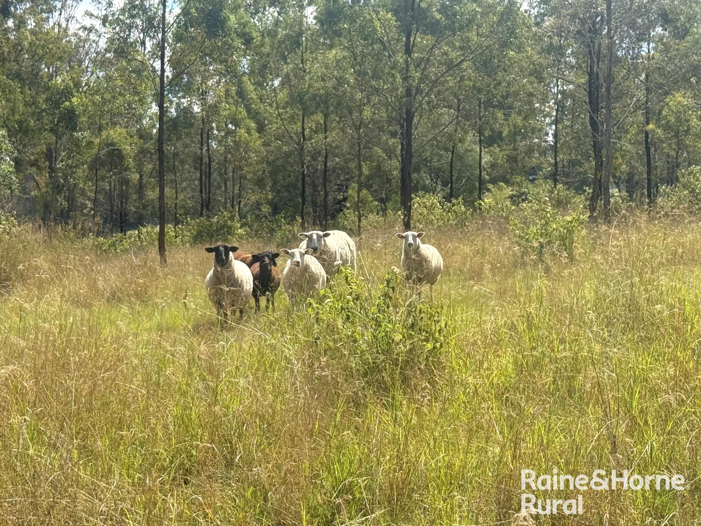 Additional image 26 of 355 Hillsdale, Kingaroy QLD 4610